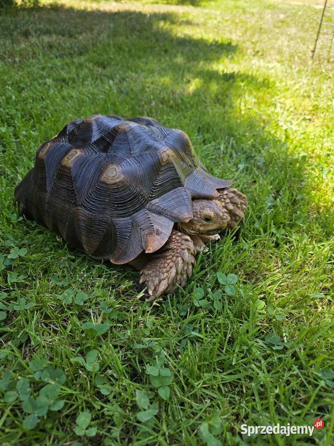 Żółw pustynny Sulcata 4 lata zdrowy z Będzin