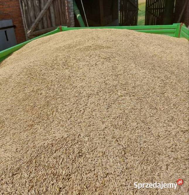 Sprzedam owies ozimy Southwark Radziejów