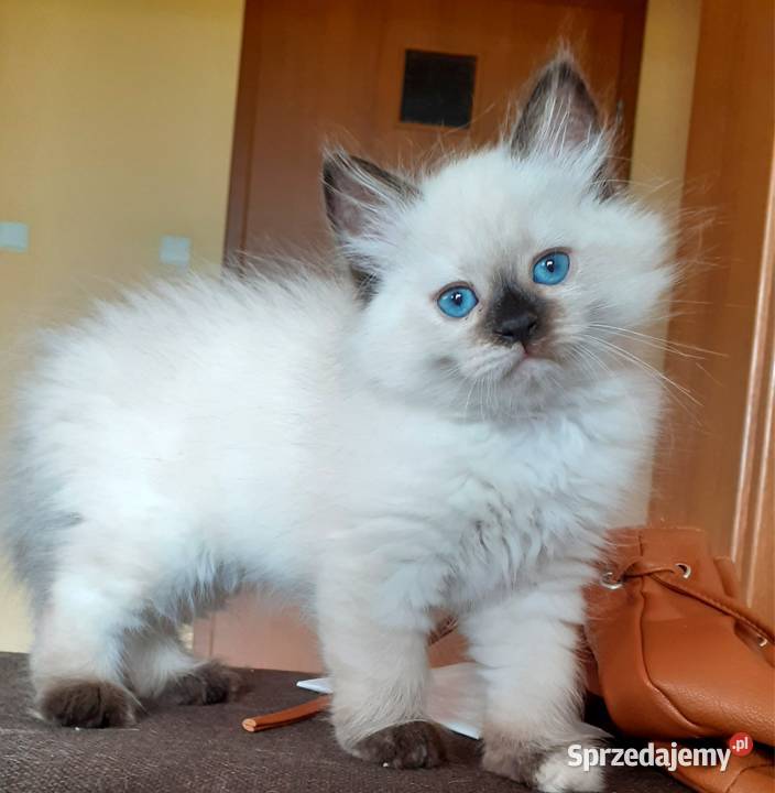 Cudowne koty syberyjskie i Neva Masquarade Sochaczew