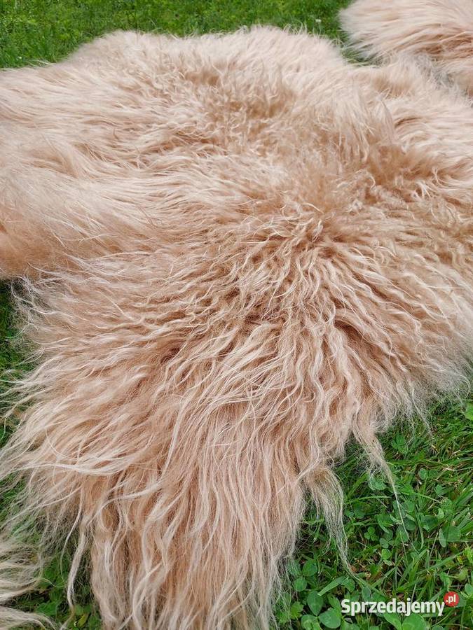 Owcza Skóra Naturalna Kremowa Długi Kręocny Włos