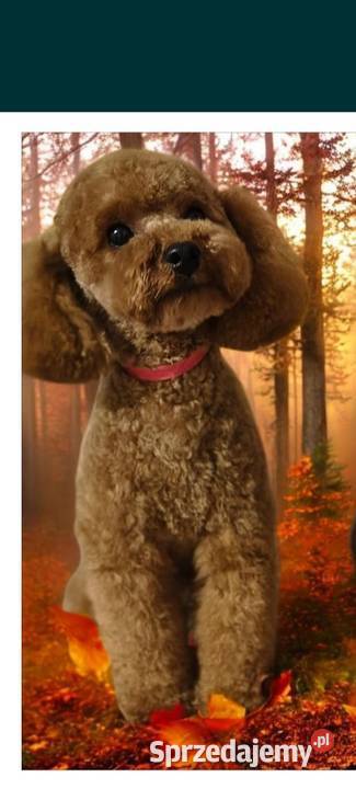 Pudel miniaturowy toy Boguchwała