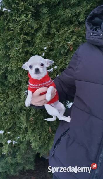 Chihuahua Cziłała cudny biały piesek Dyzio Częstochowa sprzedam