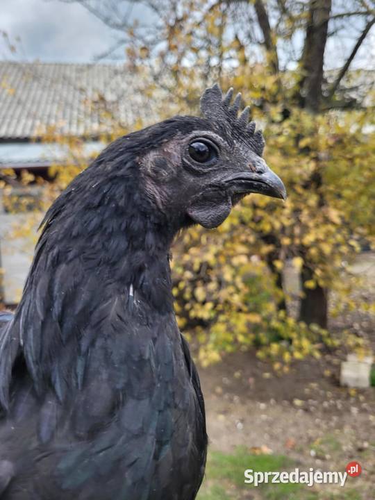 Kogut ayam cemani Suliszów
