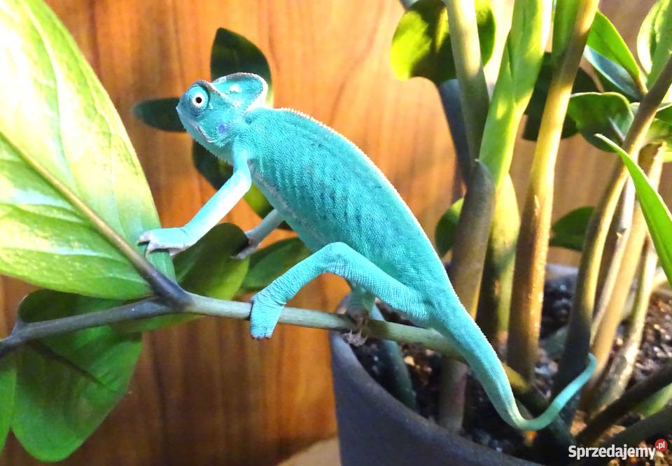 Młode Kameleony jemeńskie Łódź