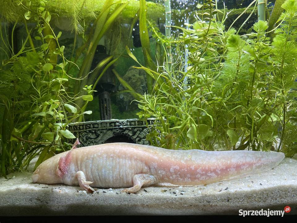 Aksolotl meksykański Łódź