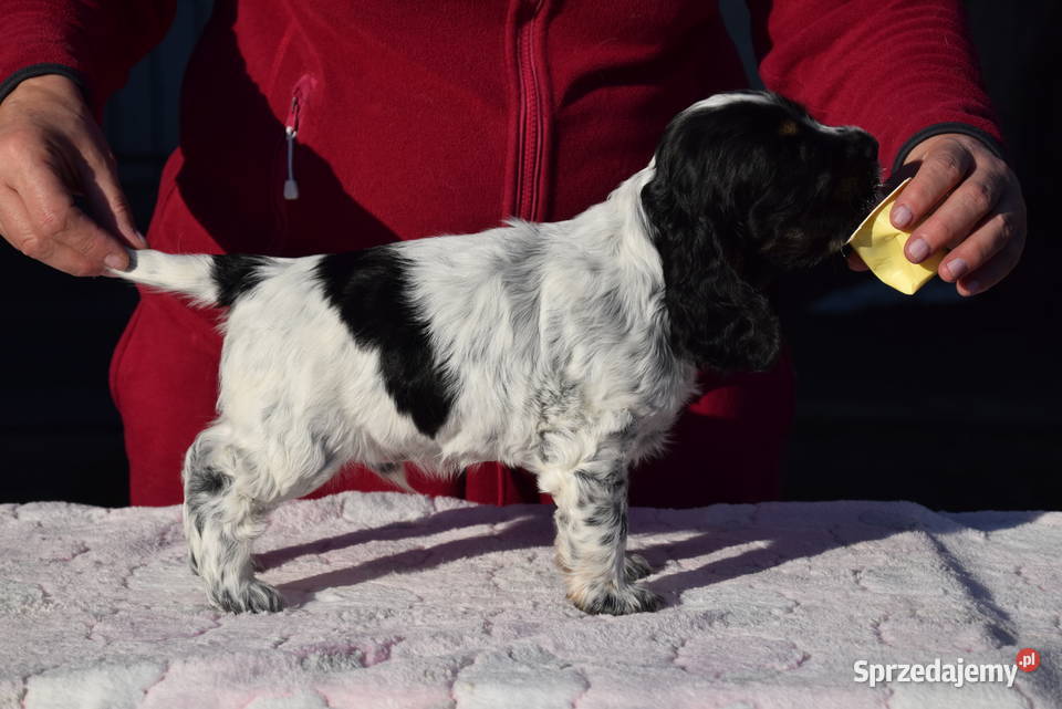 Cocker Spaniel Angielski BonBon Nowy Sącz