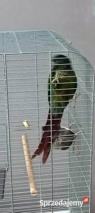 Rudosterka Zielonolica sprzedam