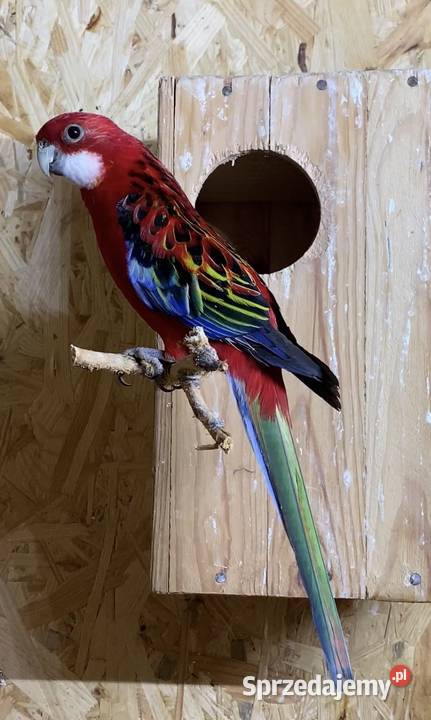 Rozella Białolica para lęgowa Ptaki Busko-Zdrój sprzedam