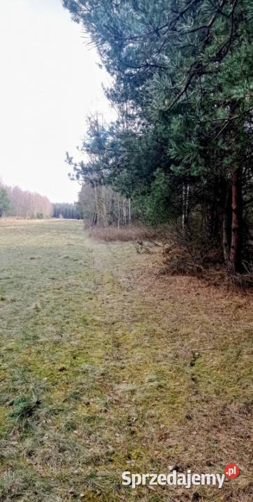 OKAZJA Prywatny las 162 ha 1h 15 min Warszawy Polkowo