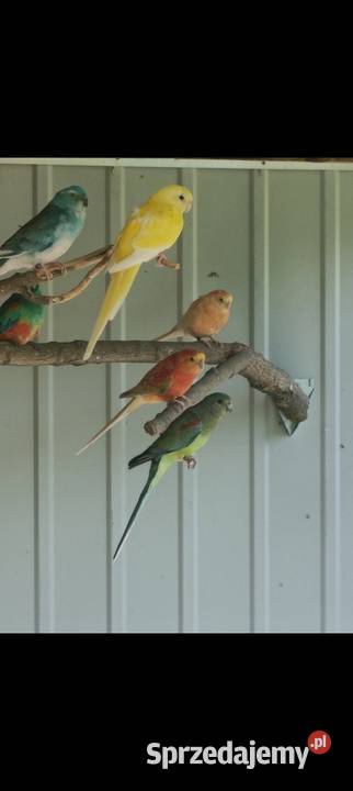 Rozelle królewskie świergotki sprzedam