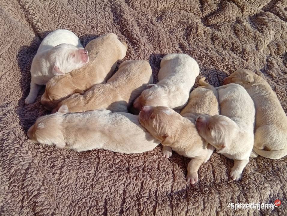 Golden retriever szczeniaki pieski Rusinowo