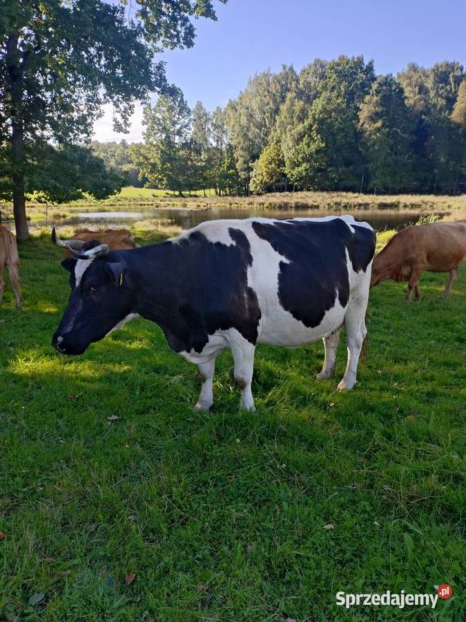Krowa plus cielak byczek Bobolice sprzedam