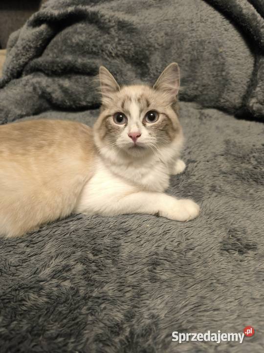 Kocięta Syberyjskie Łódź sprzedam