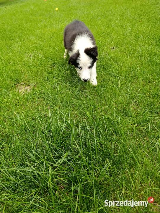 Border Collie SuczkaBadania genetyczne rodziców Szczaworyż