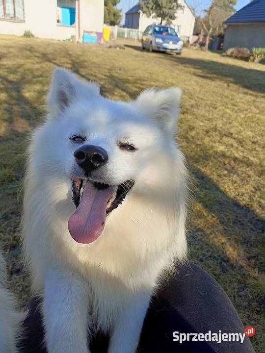 Szpic niemiecki średni biały rodowód ZKwP FCI opolskie Namysłów sprzedam