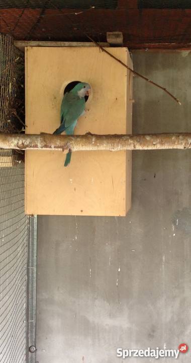 Papuga Mnicha Nizinna niebieska samica Wawrzeńczyce