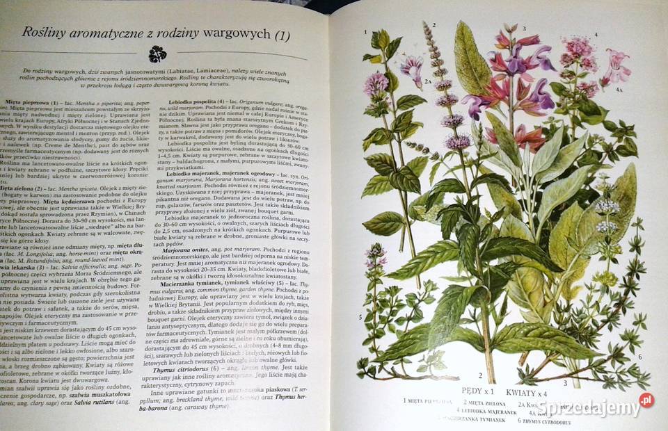 Rośliny jadalne John Vaughan Rok wydania 2001 Książki i Podręczniki Chełm