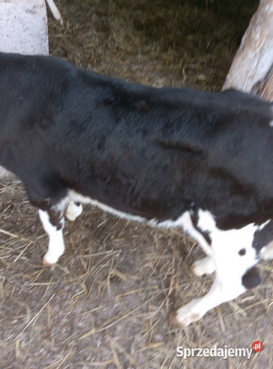 Jałoweczka 6 tygodniowa Giełda zwierząt Mzurowa sprzedam