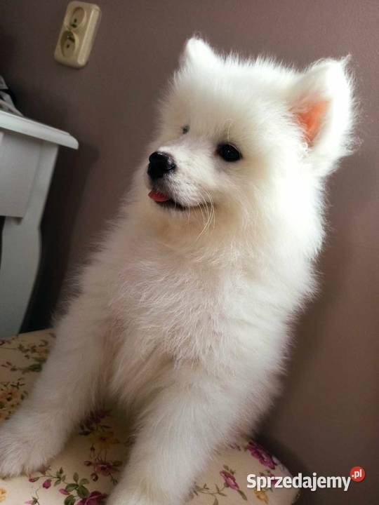 Samoyed szczeniaki już do odbioru Bydgoszcz