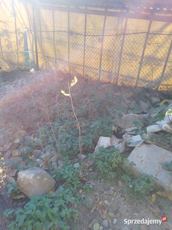 Sadzonki śliwy węgierki śliwy okrągłej czereśni Huta Podłysica
