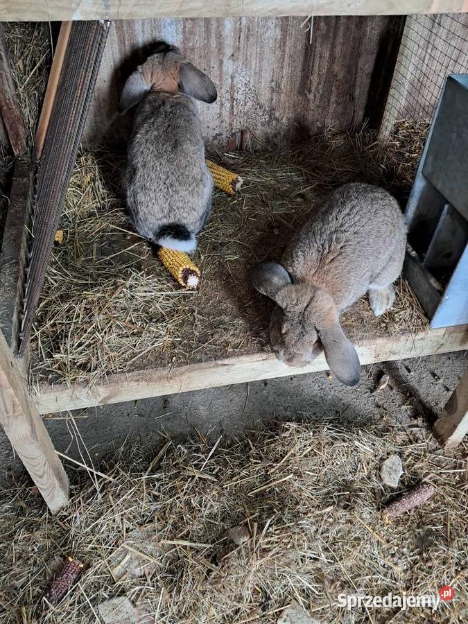 Króliki na chów Roztocznik