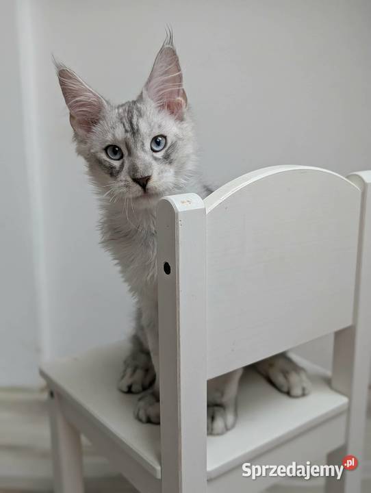 Kenai Przystojny i słodki kocurek Maine Coon Wrocław sprzedam