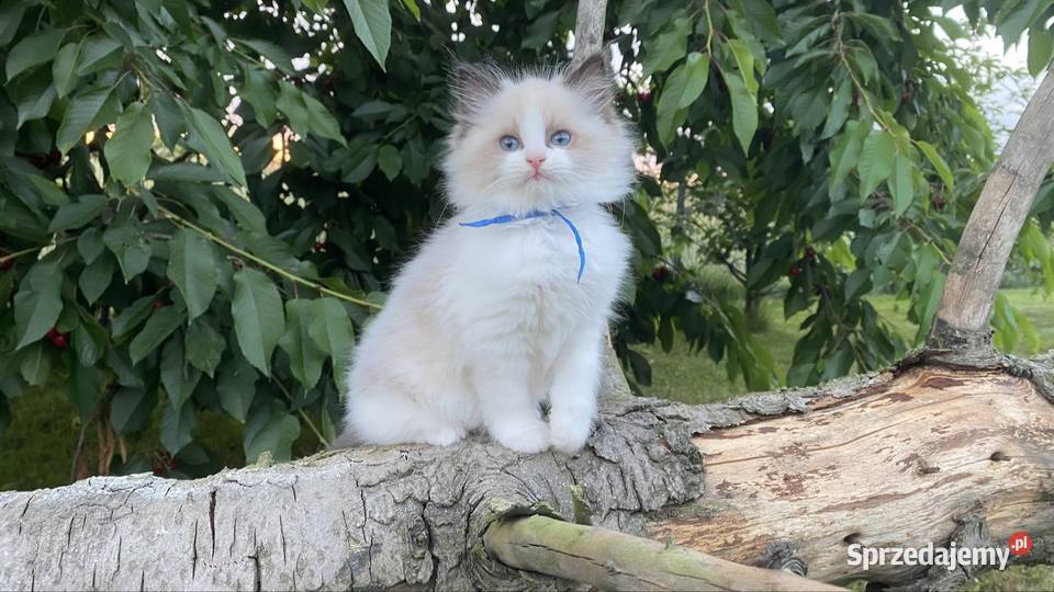 Kocurek ragdoll prawdziwy międzynarodowy rodowód śląskie