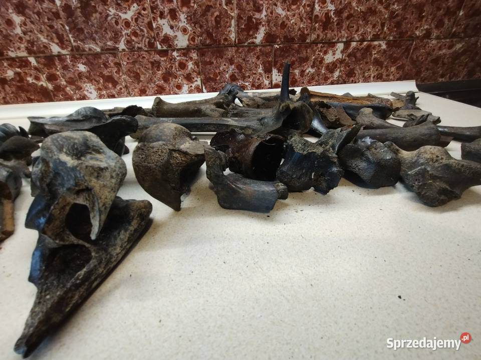 Kości skamieliny archeologia Leżajsk sprzedam