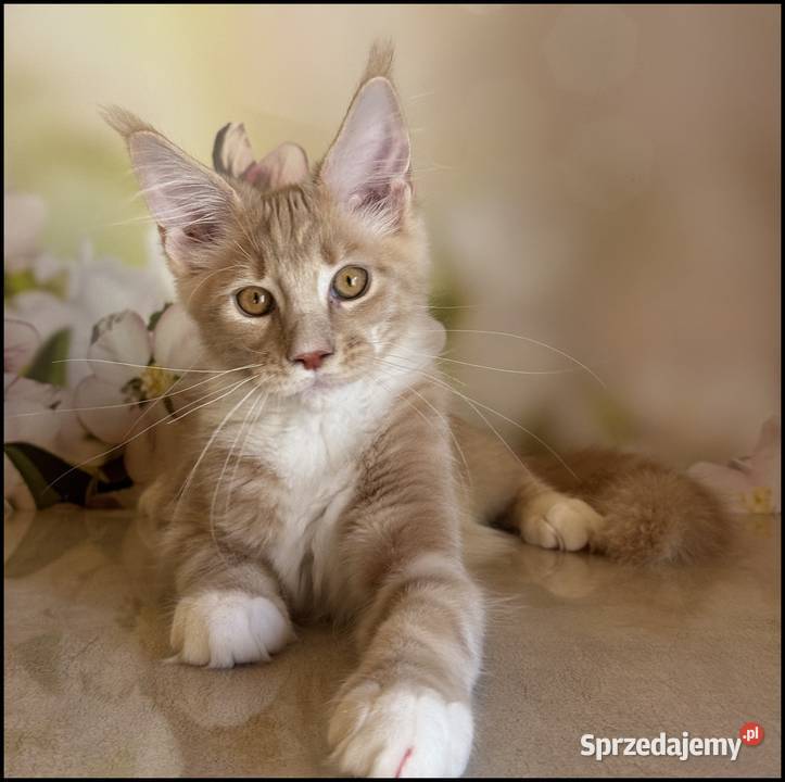 Kocurek Maine Coon Wesario Już do odbioru Kraków