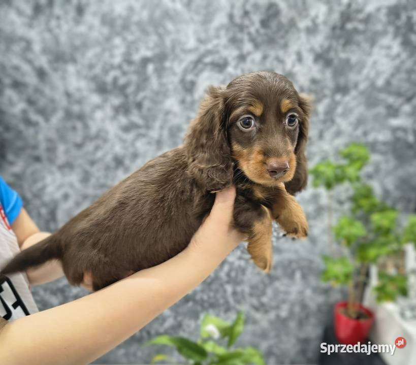 Jamnik długowłosy Dackel dachshund choco merle Żychlin