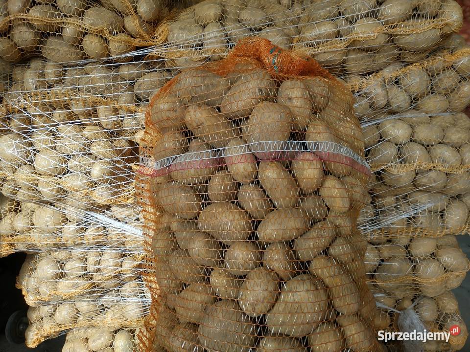 Ziemniaki Vineta wielkopolskie Grabów nad Prosną sprzedam