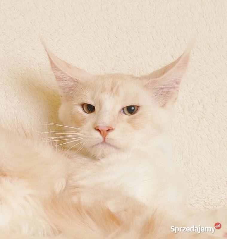 Przepiękny kocurek Maine Coon GOTOWY DO ODBIORU Białystok sprzedam