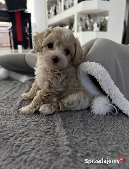 Maltipoo maleńka dziewczynka gotowa do odbioru Wadowice