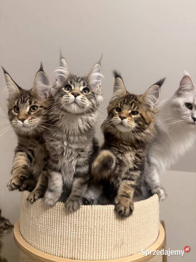 Sprzedam kota Maine Coon FPL