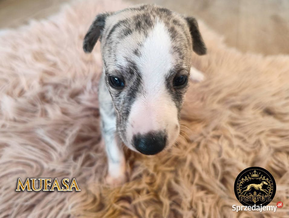 MUFASA Whippet na sprzedaż piękne rasowe zdrowe Psy Poznań