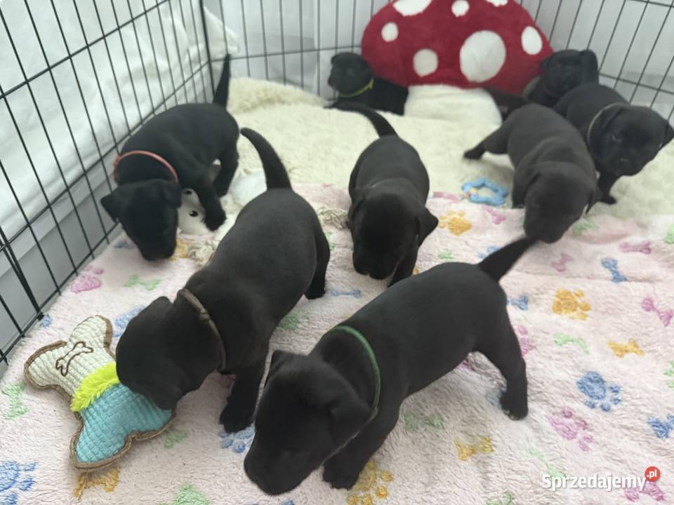 Staffordshire Bull terrier stafik szczeniak Iłża