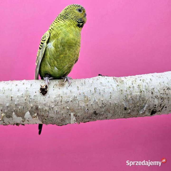 papużka falista blackface łatwo się oswaja może Zwierzęta sprzedam