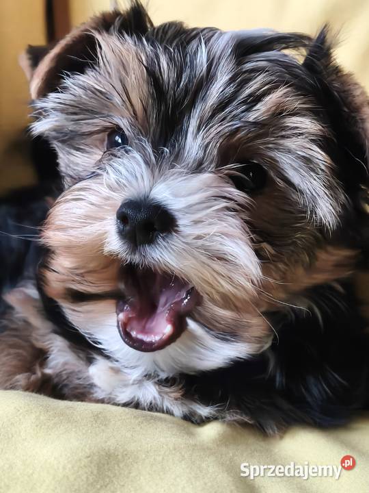 yorkshire terrier chłopiec tricilor Kraków