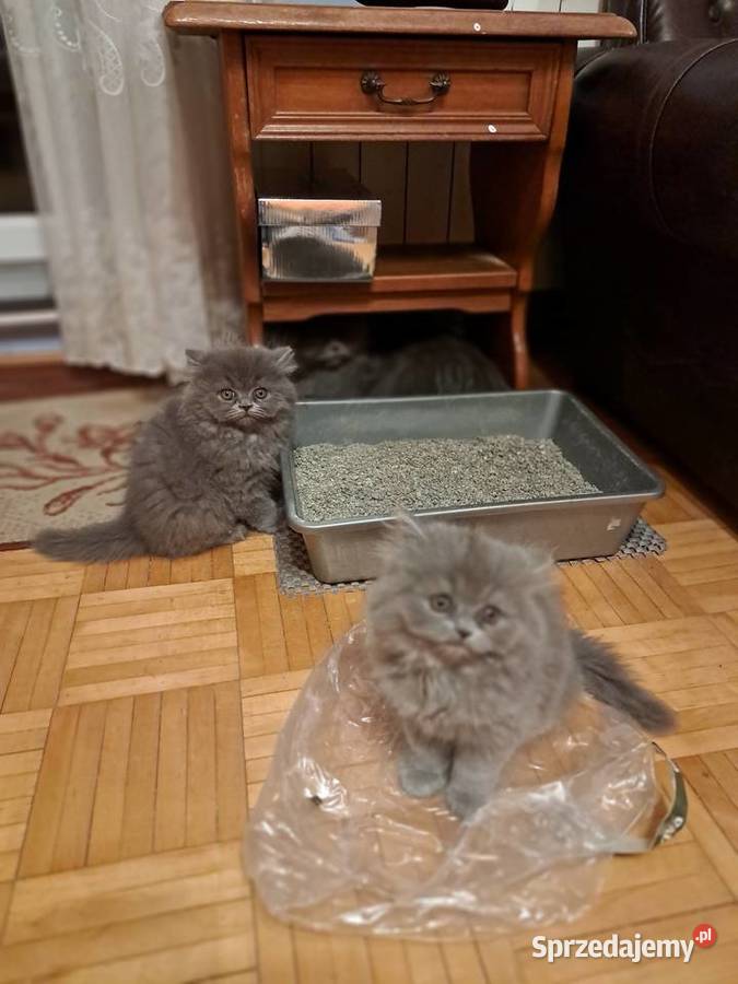 Kotki perskie niebieskie mazowieckie Siedlce