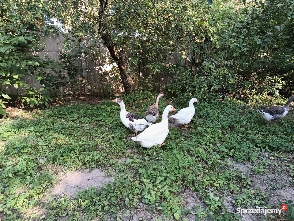 Gęsi młode świętokrzyskie
