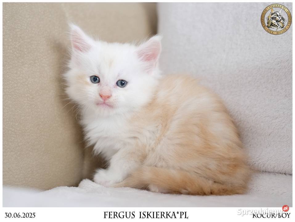 Kremowy srebrzysty kocurek maine coon Maine Coon