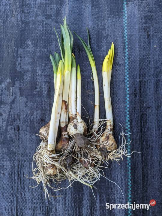 Narcyz biały Poeticus sadzonka Lublin