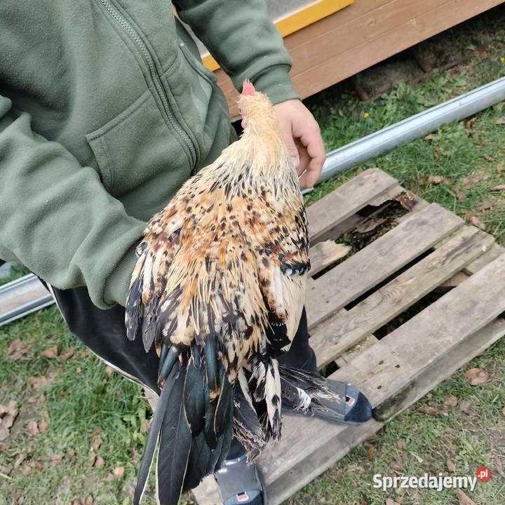 Sprzedam koguty karzełka łapciatego Przeworsk