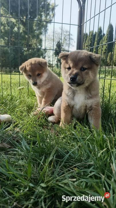 Rezerwacje na dwoje szczeniąt rasy Shiba Inu lubelskie Bychawka Trzecia