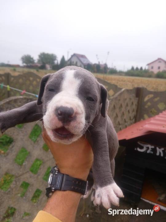 Szczeniaki tupu amstaff blue Amstaff Mińsk Mazowiecki