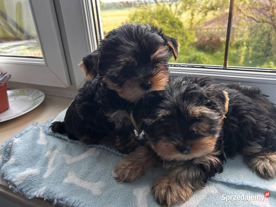 Yorkshire Terrier