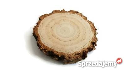 plastry drewna brzoza gruba kora 1416 gr 2 Rybnik