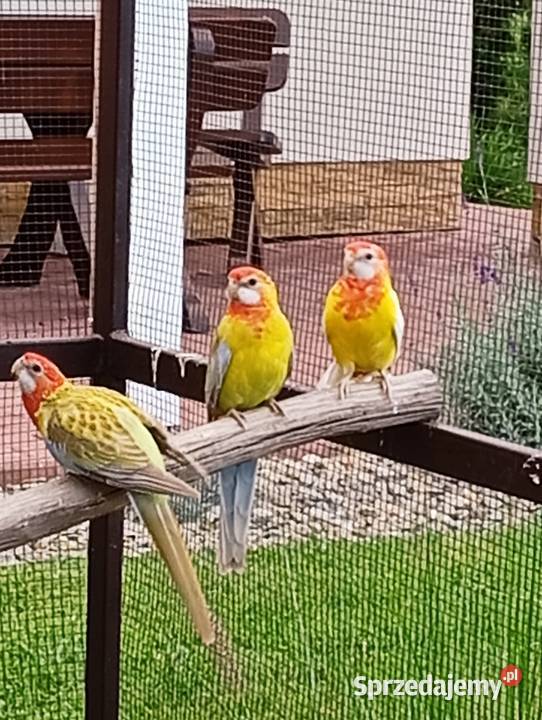 Papugi nierozłączki i rozelle Cierpisz