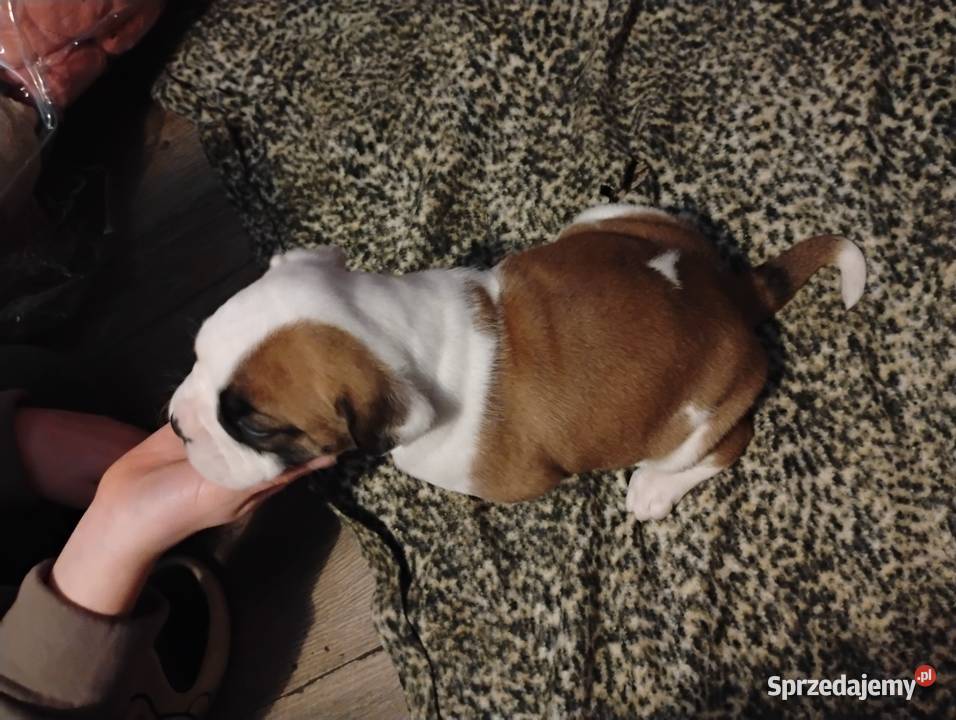 Bokser szczeniaczki sprzedam