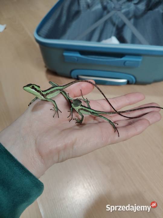 Laemantctus julioi hełmogwan ciężko dostępne Gady i płazy pomorskie Gdynia